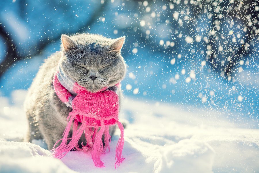 猫はとっても寒がり！暖をとりがちな10の場所