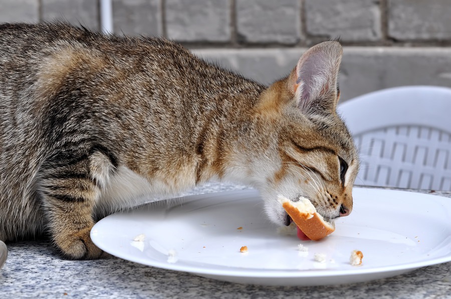猫はクリームパンを食べても大丈夫？好きな理由な注意点について