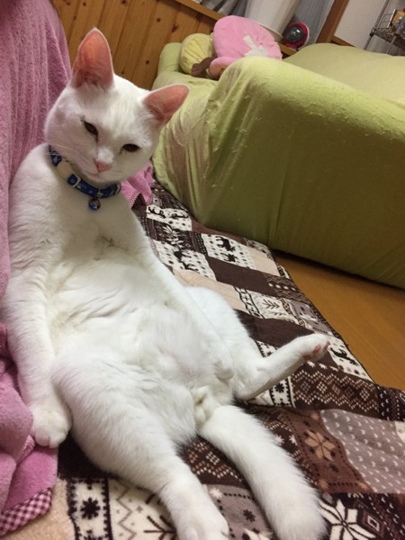 猫 白猫 レオの写真