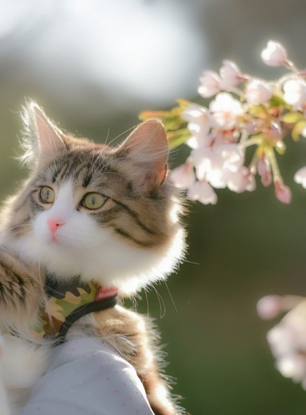 猫 ノルウェージャンフォレストキャット 蜜柑の写真