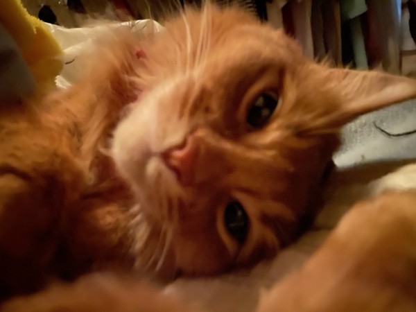 猫 ソマリ レックスの写真