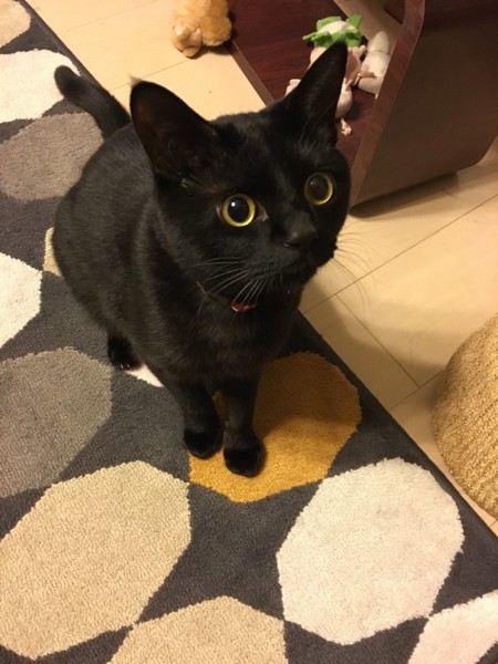 猫 黒猫 チロルの写真