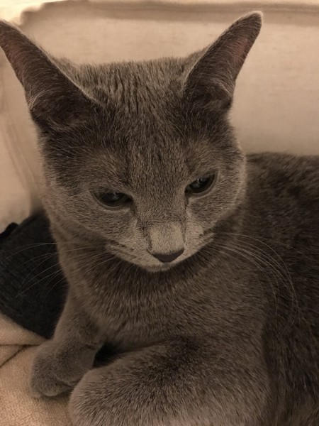 猫 ロシアンブルー アシュリーの写真