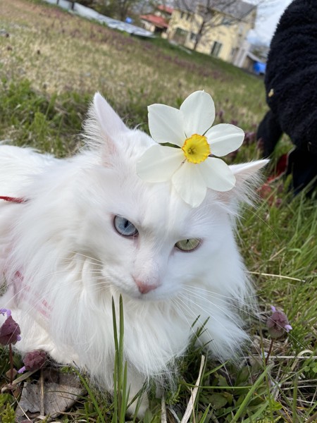 猫 白猫 おみの写真