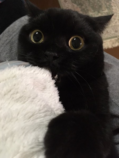 猫 黒猫 みゃチャンの写真