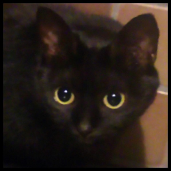 猫 黒猫 ちびじの写真