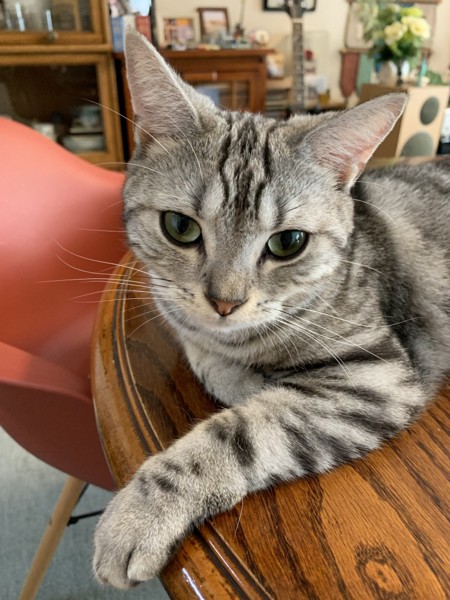 猫 アメリカンショートヘア ラルフの写真