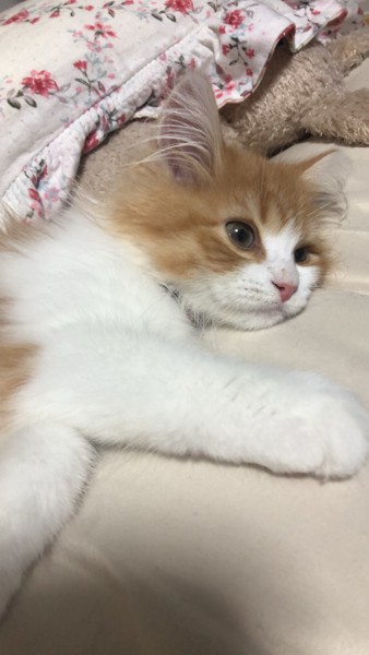 猫 サイベリアン ライの写真