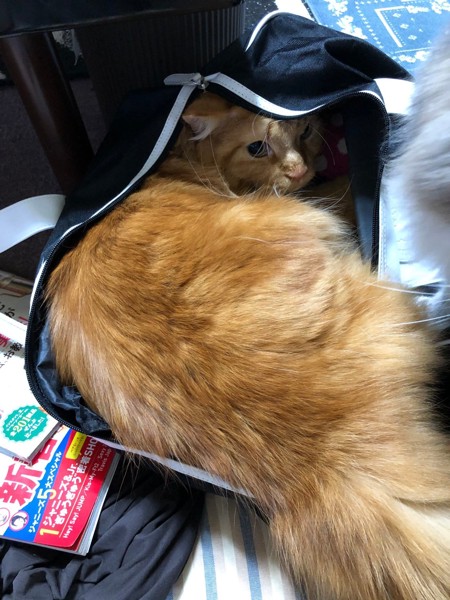 猫 メインクーン アンリの写真