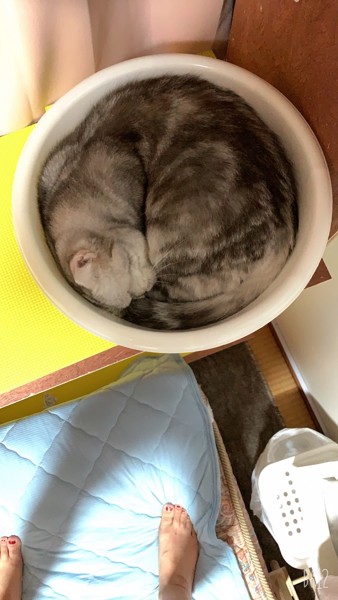 猫 スコティッシュフォールド イルぼーの写真