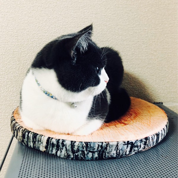 猫 ブリティッシュショートヘア モカの写真