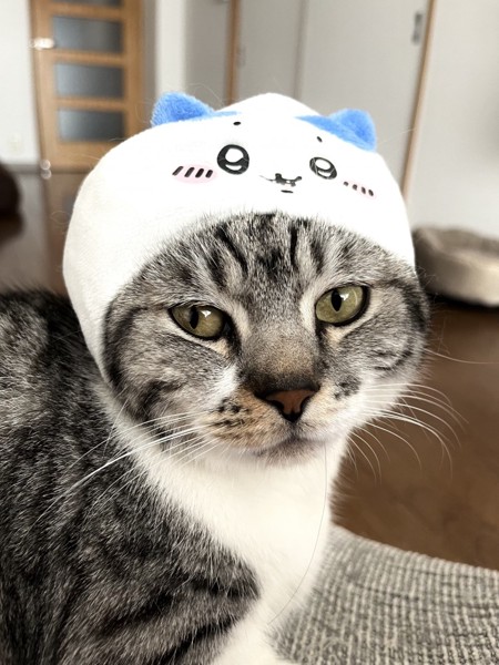 猫 マンチカン りぷの写真