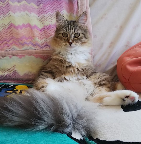 猫 メインクーン ルーナの写真