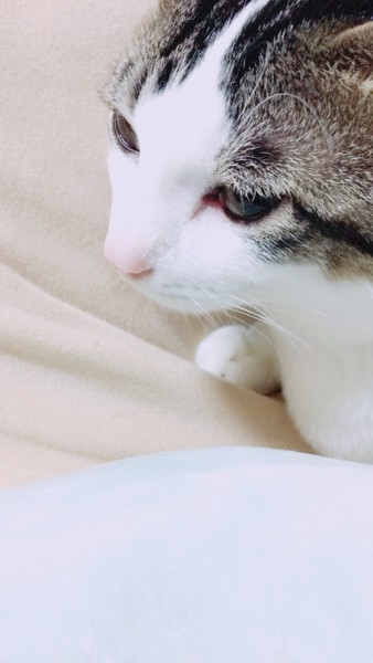 猫 三毛猫 花蓮の写真