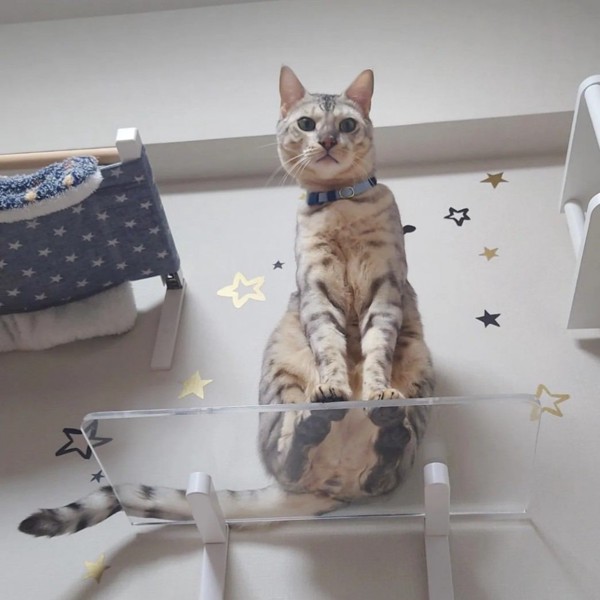 猫 ベンガル 景虎(かげとら)の写真