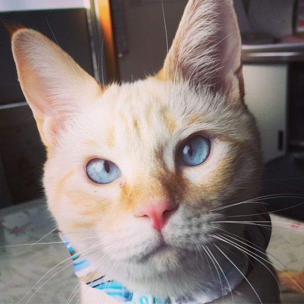 猫 カラーポイント・ショートヘアー らら丸の写真
