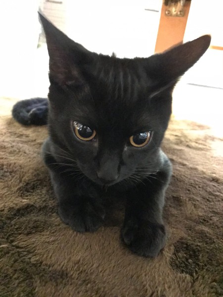 猫 黒猫 武蔵の写真