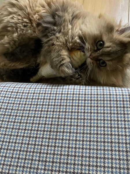 猫 ミヌエット 菊丸の写真