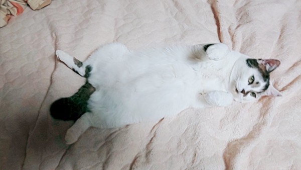 猫 マンチカン 琥珀の写真