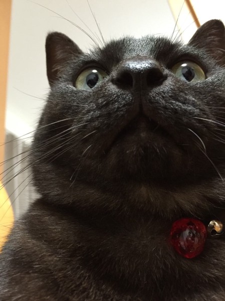猫 黒猫 クロたんの写真