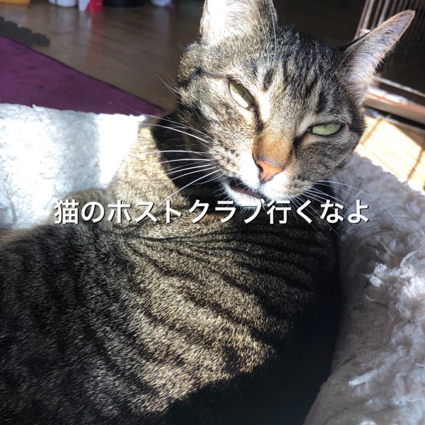猫 キジトラ 島田麗那の写真