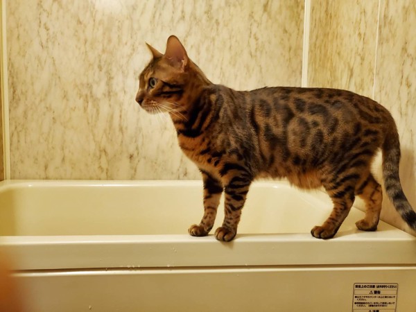 猫 ベンガル ottoの写真