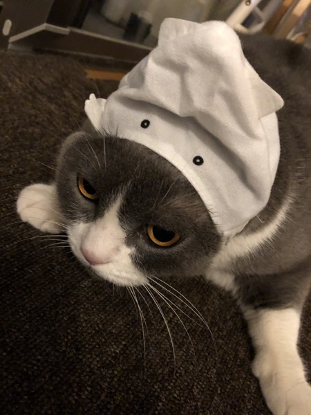 猫 ブリティッシュショートヘア セナの写真