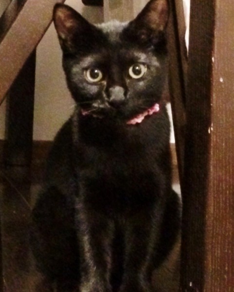 猫 黒猫 リルの写真