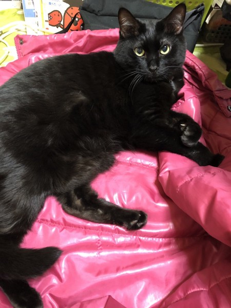 猫 黒猫 クロネの写真