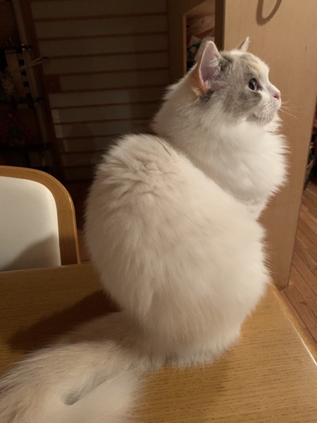 猫 ラグドール ぽぽの写真