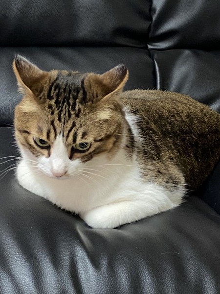 猫 キジシロ ノキアの写真