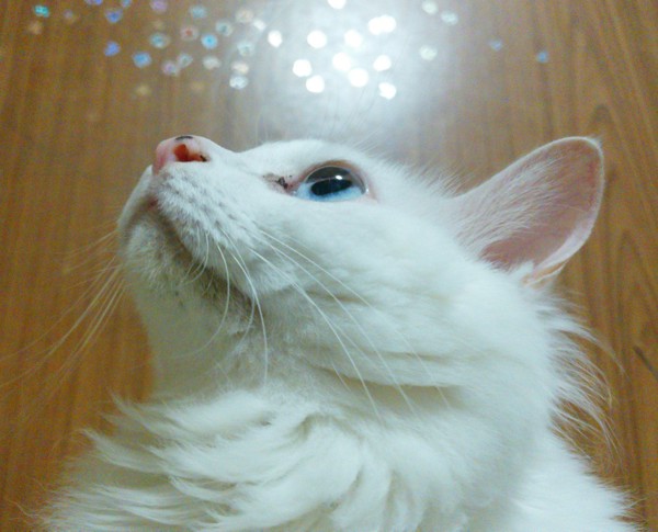猫 白猫 天の写真