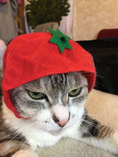 猫 雑種（ミックス） イチゴの写真
