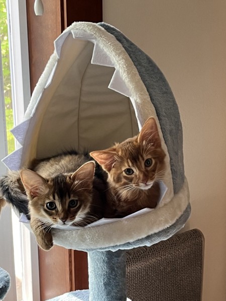 猫 ソマリ アクア&マリンの写真