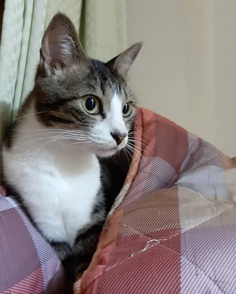 猫 キジシロ メリーの写真
