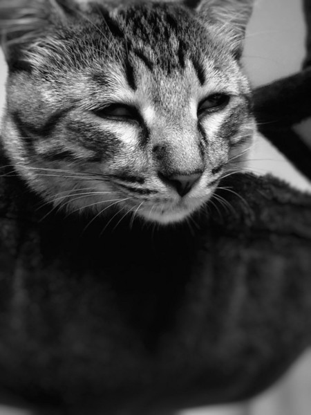 猫 キジトラ 茘枝(らいち)の写真