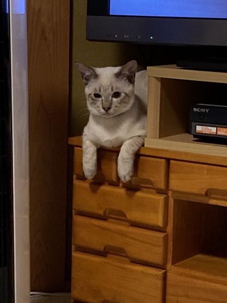 猫 シャムミックス レオの写真