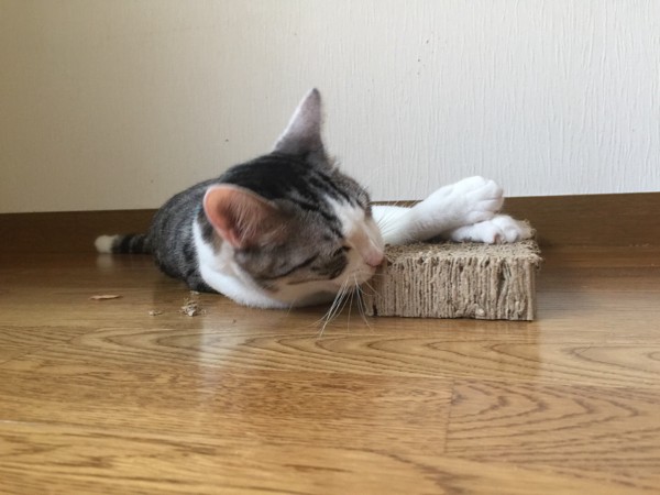 猫 アメリカンショートヘア 優次郎の写真