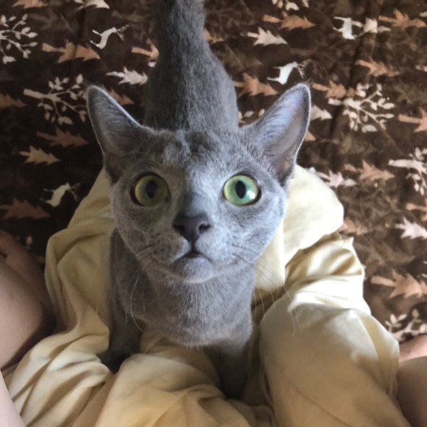 猫 ロシアンブルー タトの写真