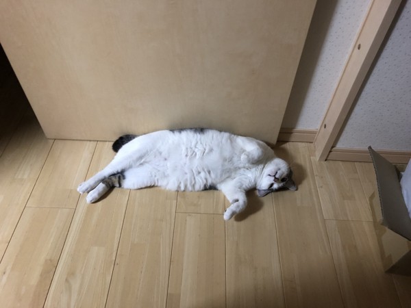 猫 サバシロ まるの写真