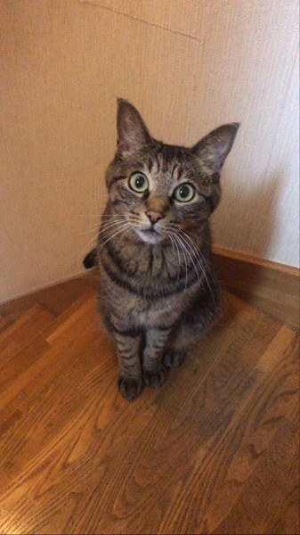 猫 キジトラ ミミちゃんの写真
