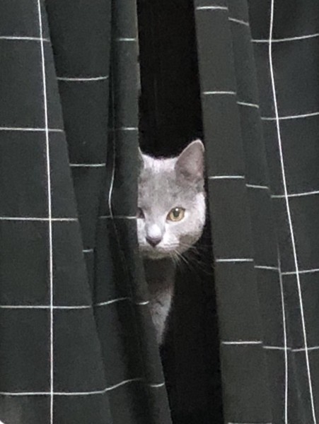 猫 シャルトリュー ルークの写真
