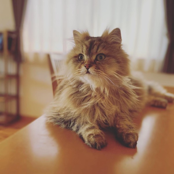 猫 チンチラペルシャ ジルの写真