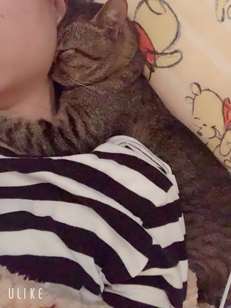 飼い主さんの首にしがみつくようにして寝る猫