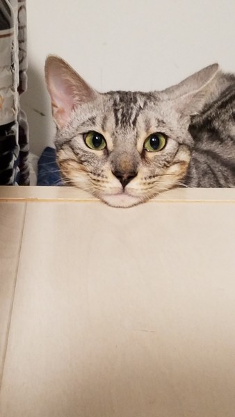 猫 ベンガル ルカの写真