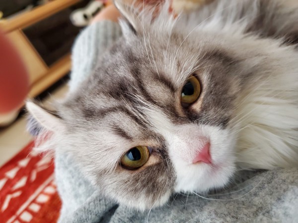 猫 アメリカンカール リリの写真
