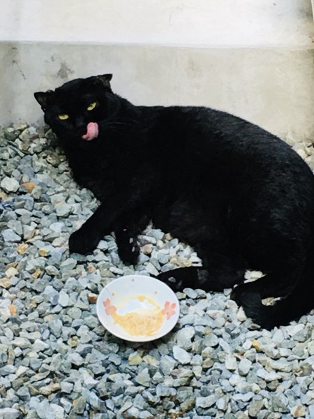 猫 黒猫 デカポンの写真