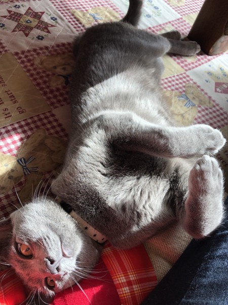 猫 ロシアンブルー ひじきの写真
