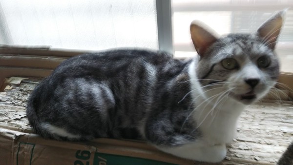 猫 アメリカンショートヘア 猫🐱の、み－ちゃんの写真