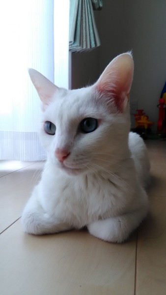 猫 白猫 チョビの写真